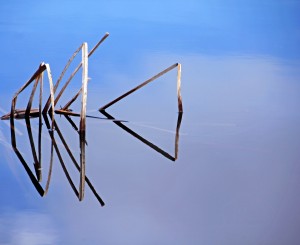 Cattail In Reflection